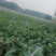 廊坊霸州胜芳茄子