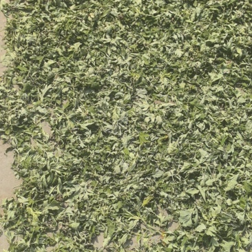 艾草