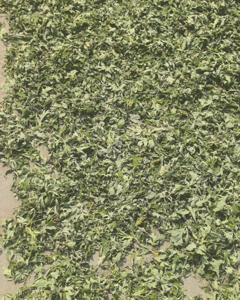 艾草