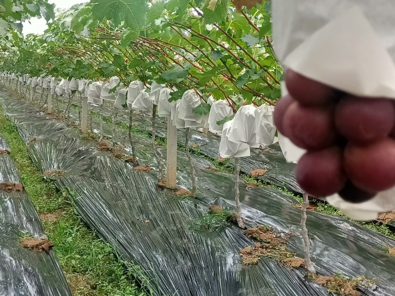 陕西户太八号葡萄