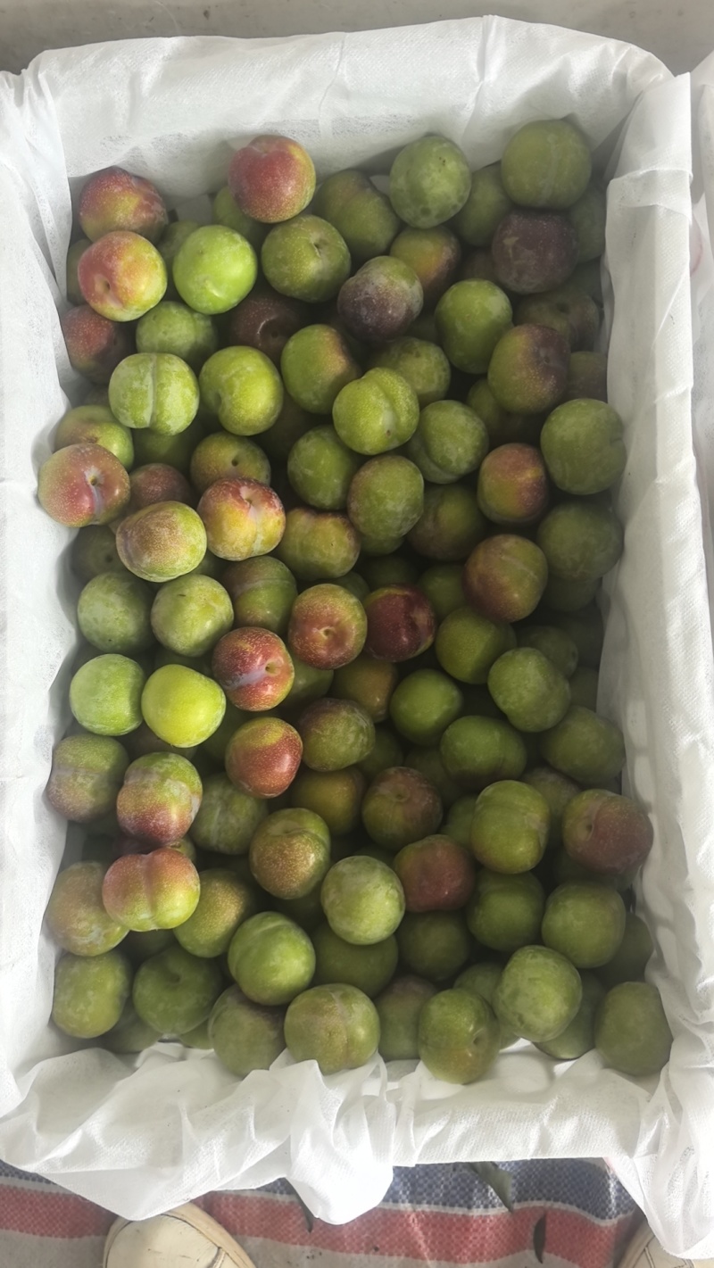 绥江半边红李子商品果越南果电商货