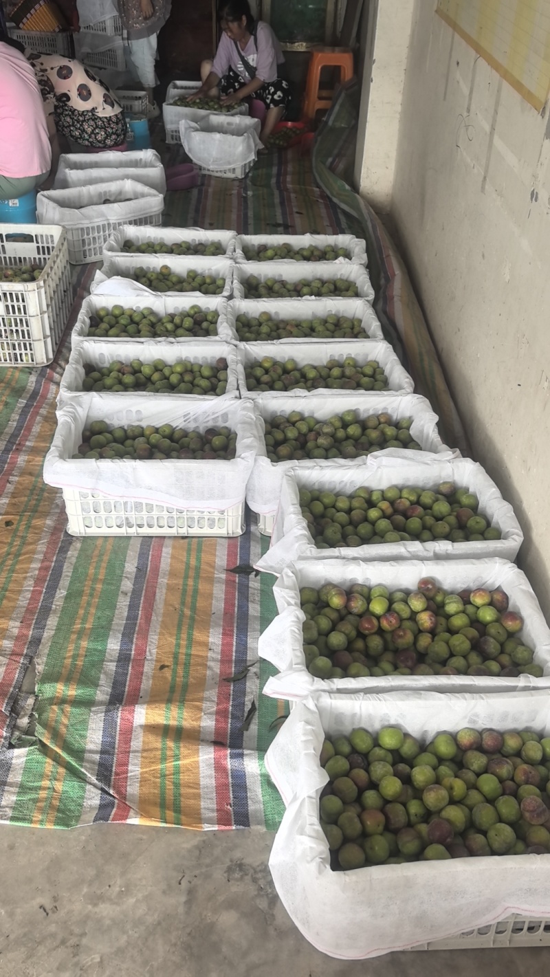 绥江半边红李子商品果越南果电商货