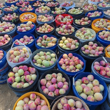 李子大量上市货源充足
