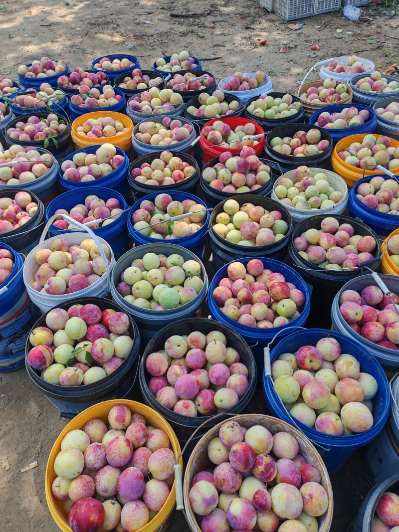 李子大量上市货源充足