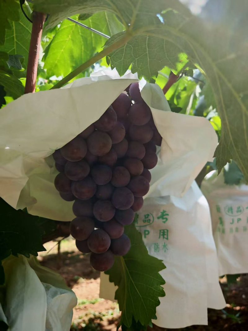巨峰葡萄