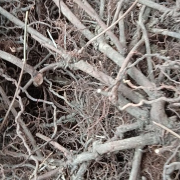 中药材，茜草