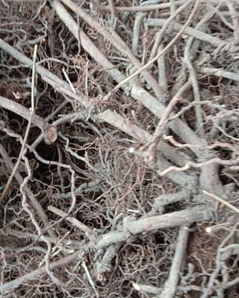 中药材，茜草