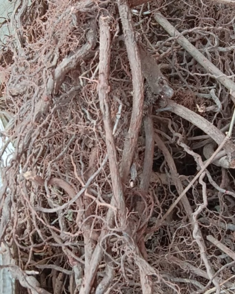 中药材，茜草