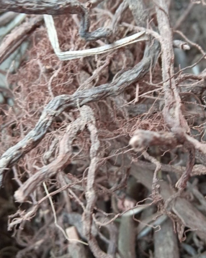 中药材，茜草