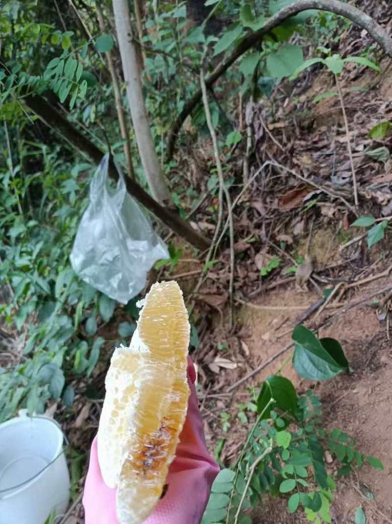 云南野生蜂蜜自家采的