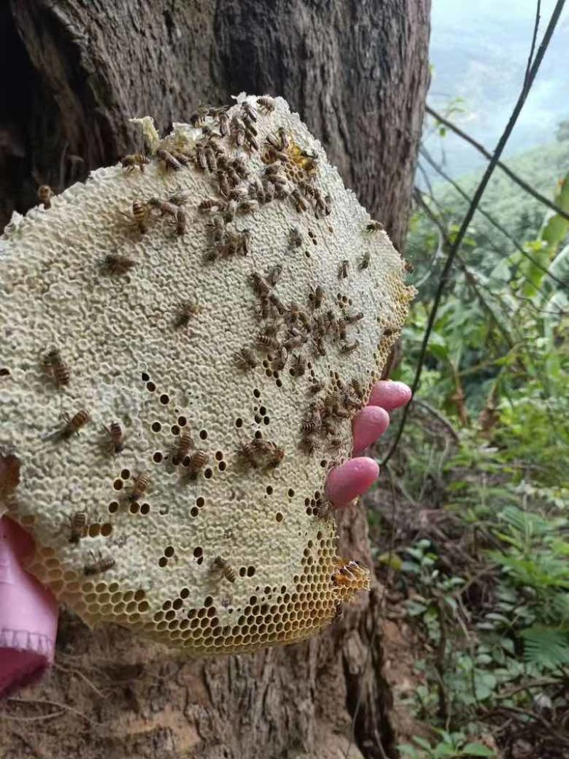 云南野生蜂蜜自家采的
