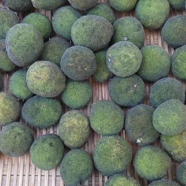 重庆构树果