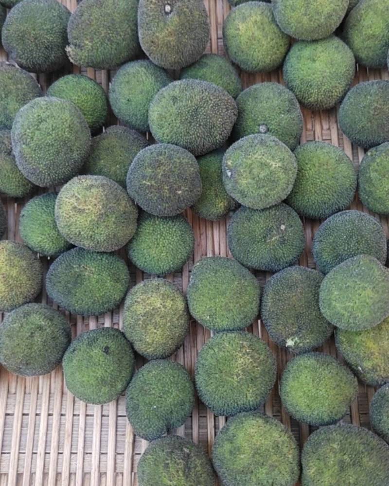 重庆构树果