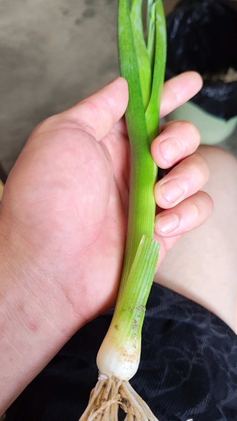 自种蒜苗