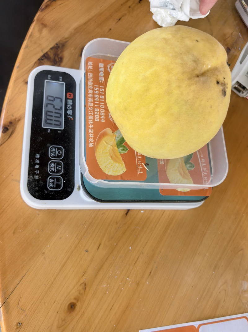 套袋黄桃