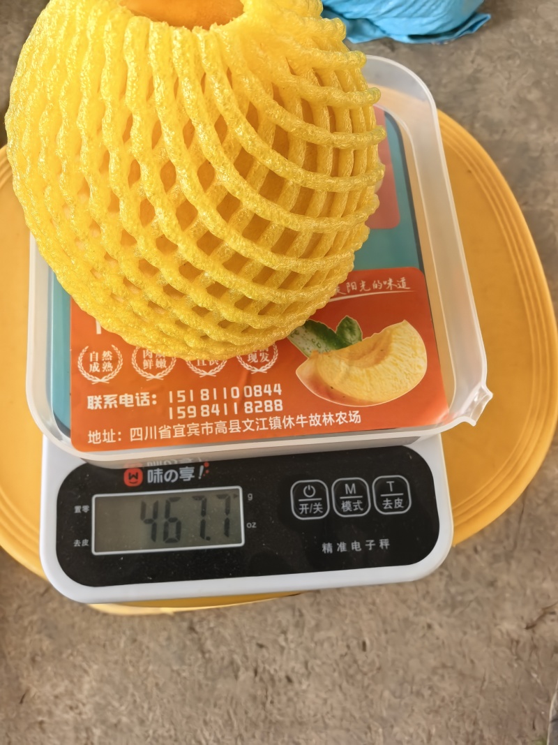 套袋黄桃