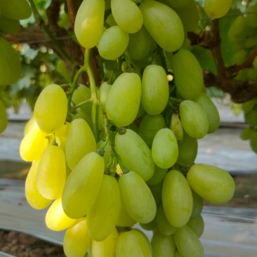 金蜜葡萄