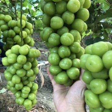 阳光玫瑰（支持商超、批发）