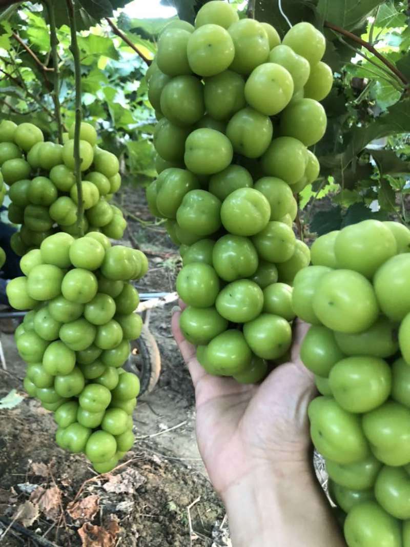 阳光玫瑰（支持商超、批发）