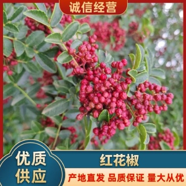 四川凉山大红袍花椒产地直发，新鲜货