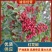 四川凉山大红袍花椒产地直发，新鲜货