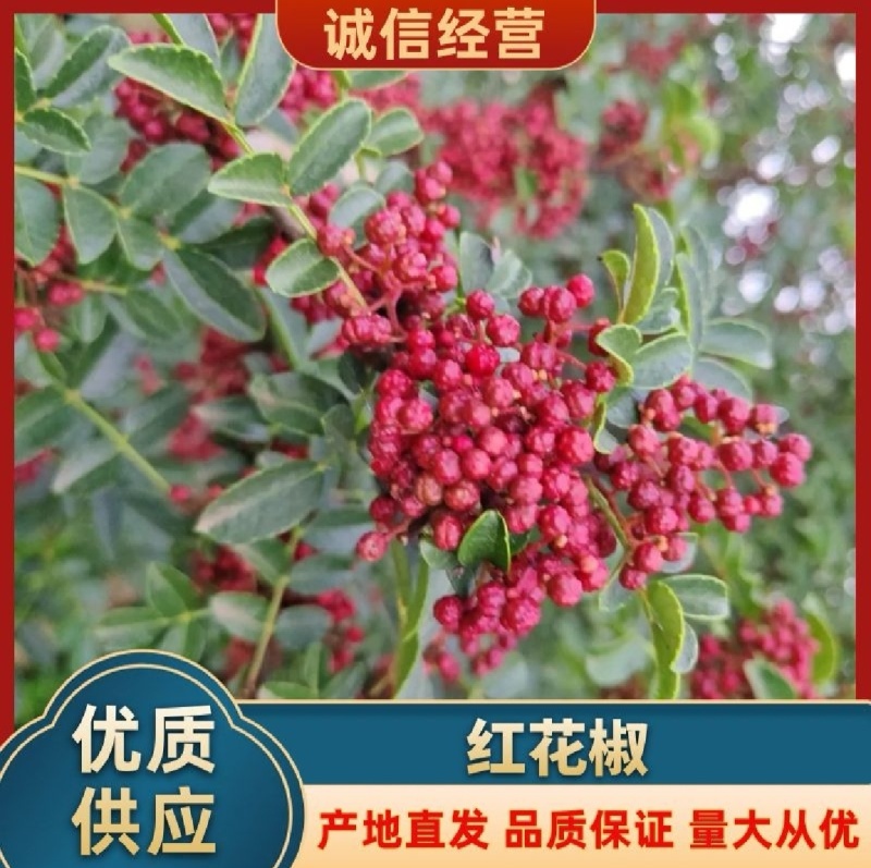 四川凉山大红袍花椒产地直发，新鲜货