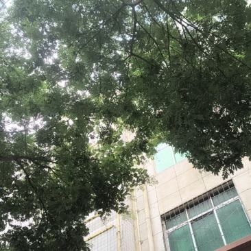 槐籽
