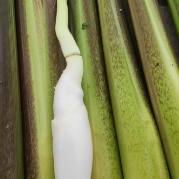 茭白