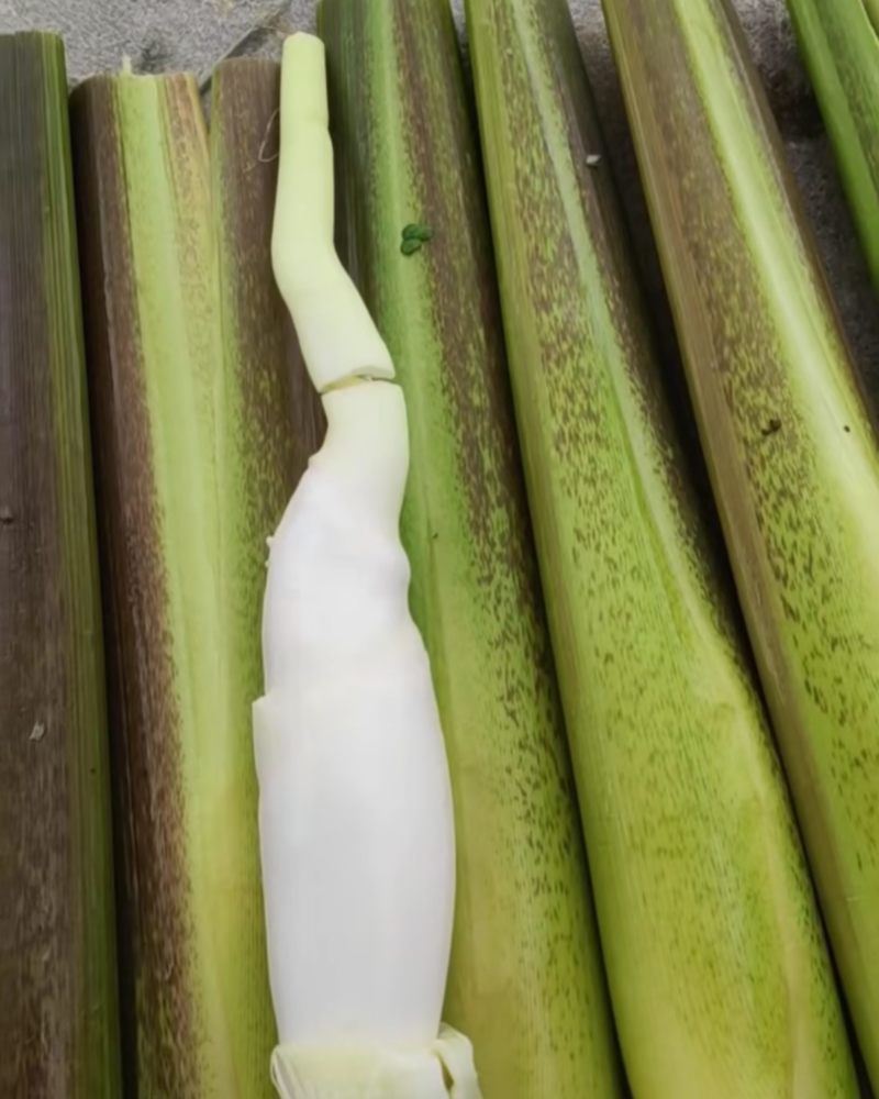 茭白