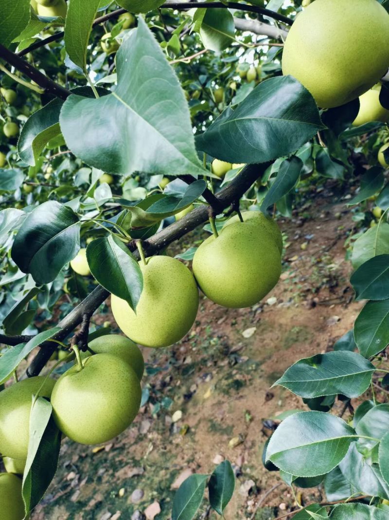 黄冠梨