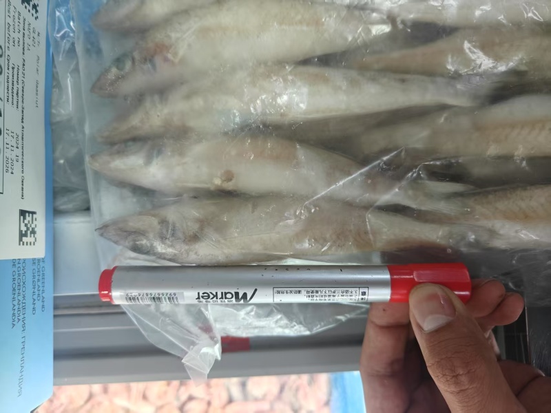沙丁鱼
