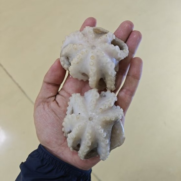 翻花小章鱼