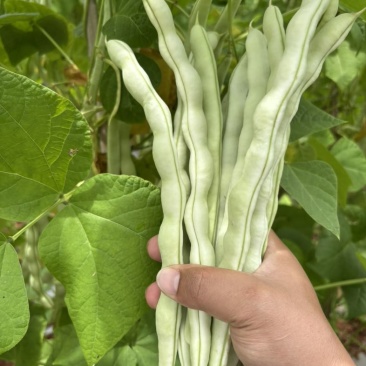 大白豆