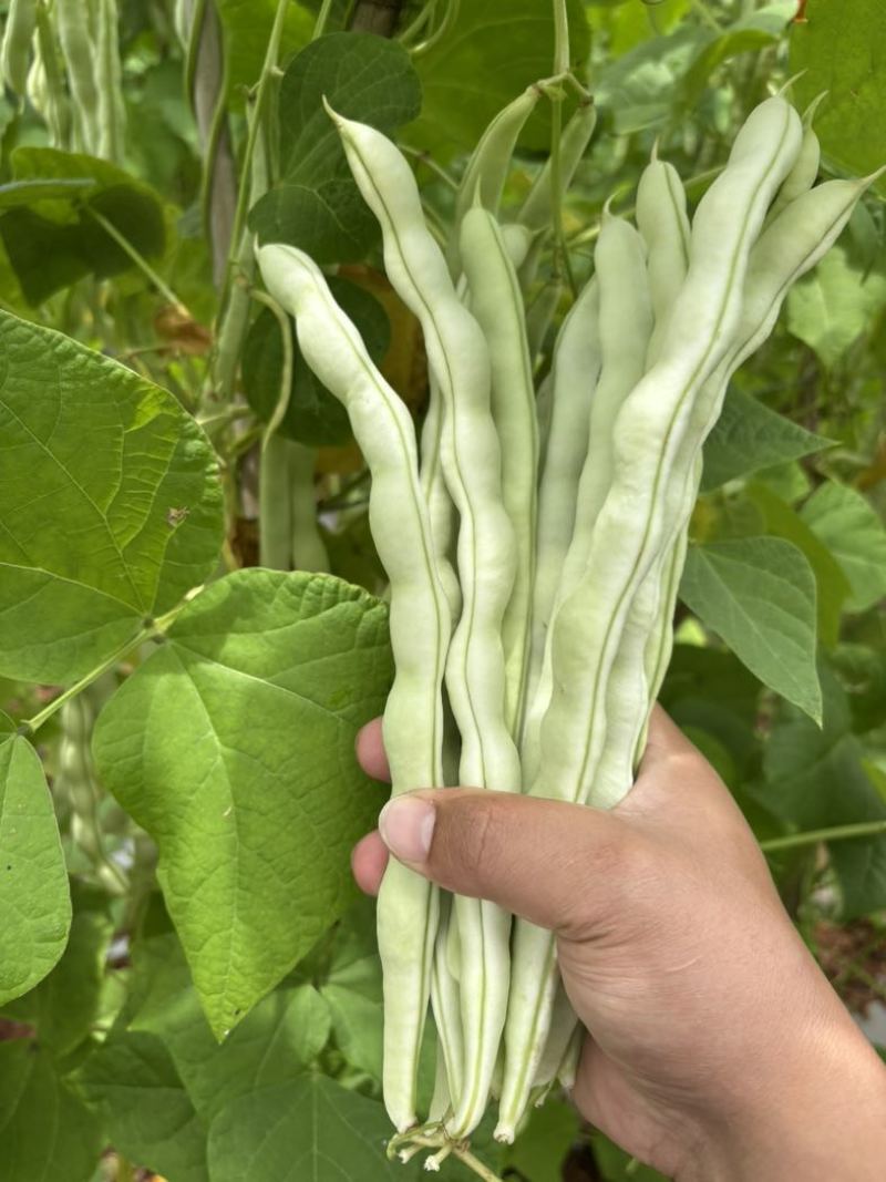 大白豆