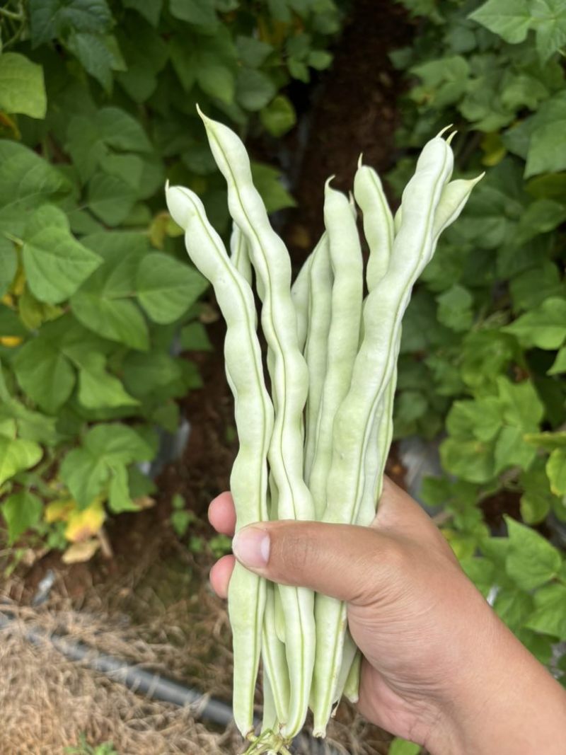 大白豆