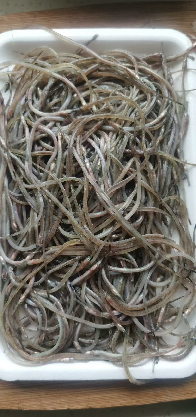 海龙鱼