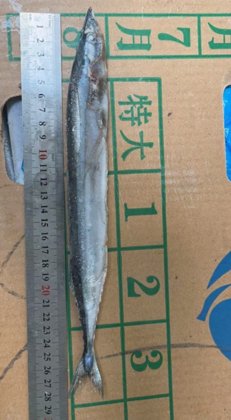 秋刀鱼