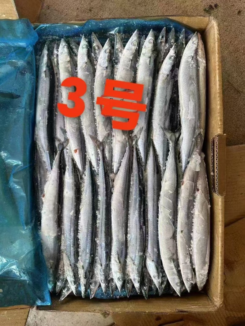 秋刀鱼