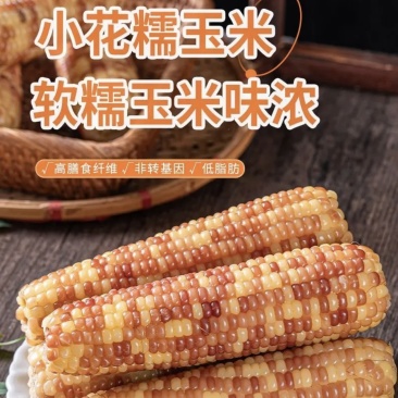 新疆昌吉花糯玉米