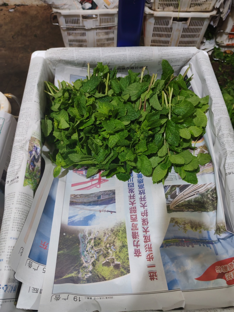 云南薄荷全年供货