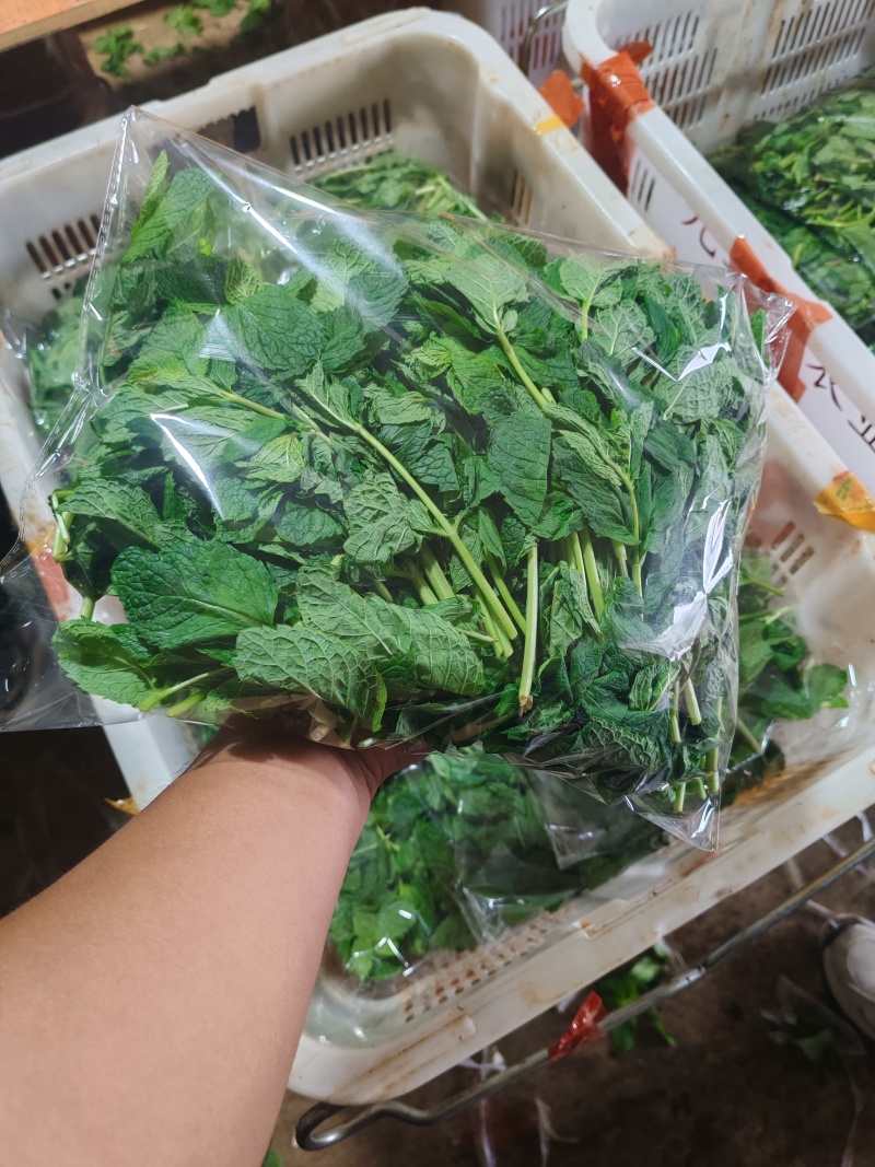 云南薄荷全年供货