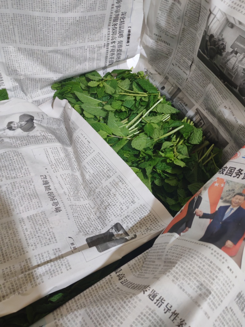 云南薄荷全年供货