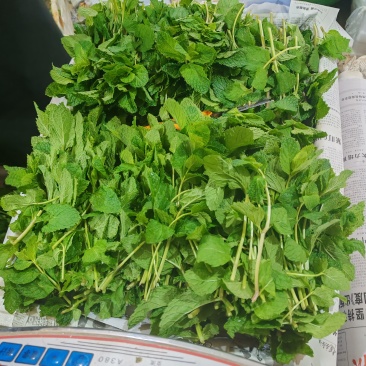 云南薄荷全年供货