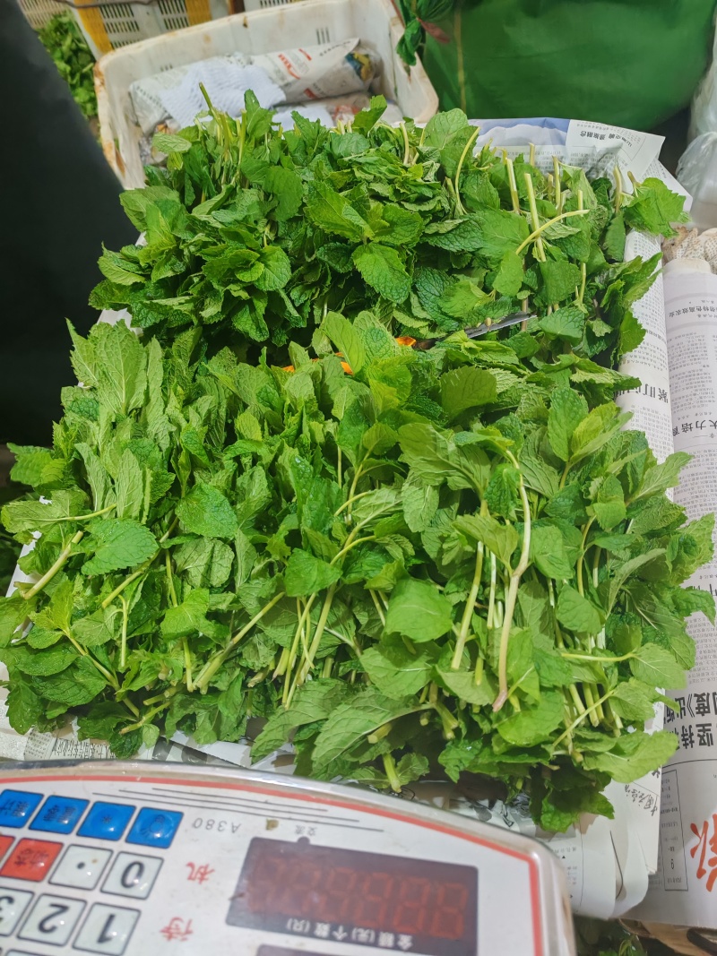 云南薄荷全年供货