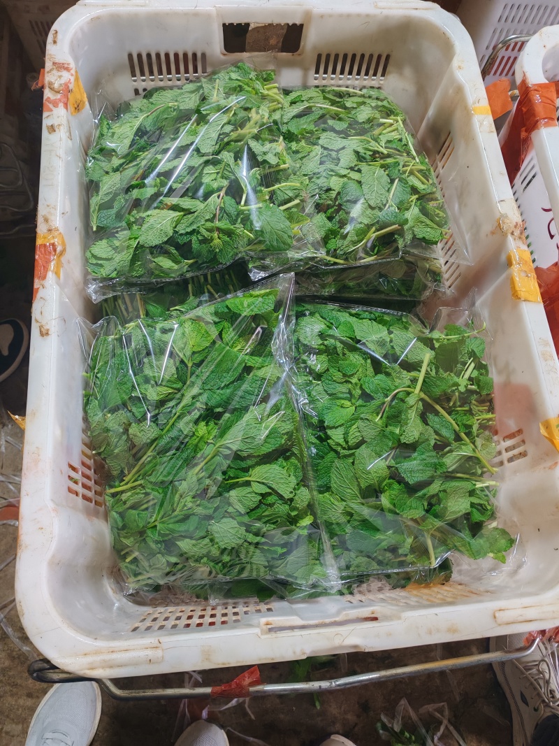 云南薄荷全年供货