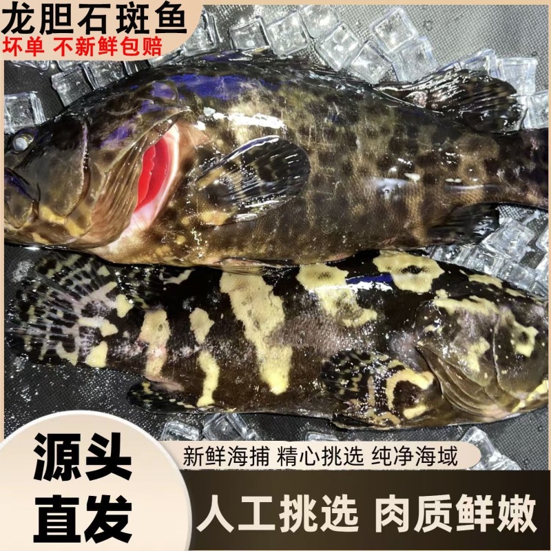龙胆石斑鱼