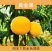炎陵黄桃
