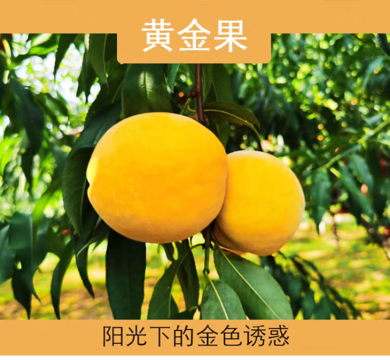 炎陵黄桃
