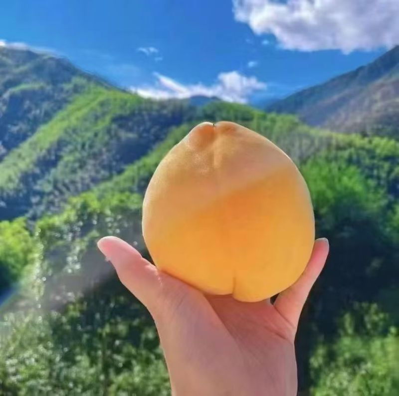 炎陵黄桃