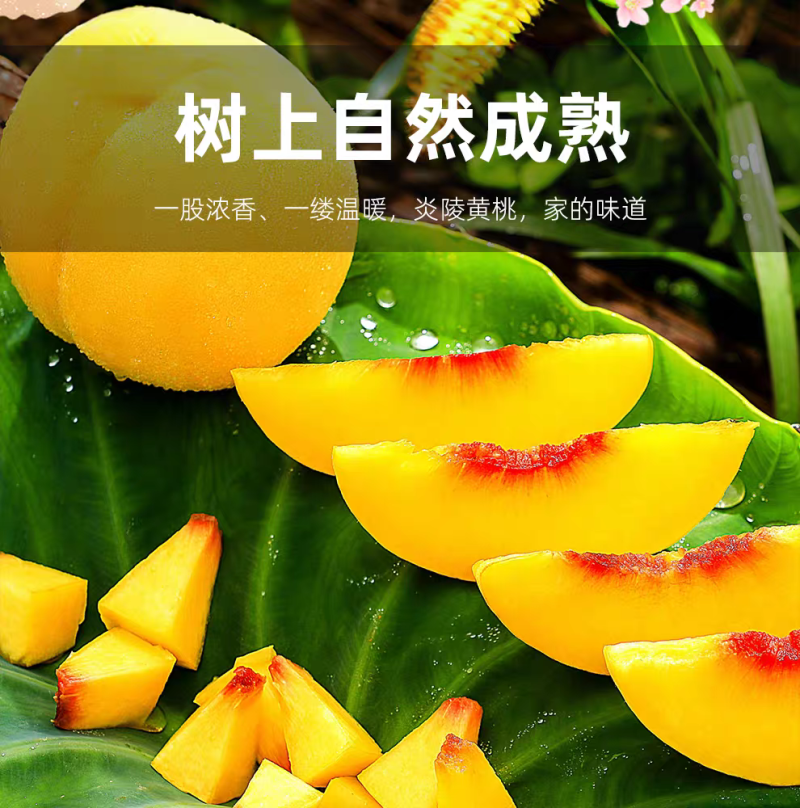 炎陵黄桃